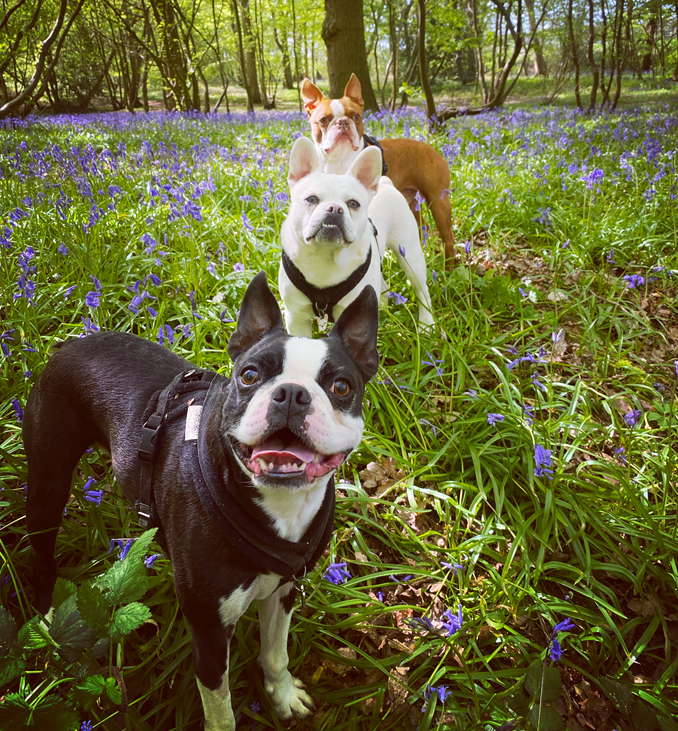 Yasimin's dogs in the East Blean Woods