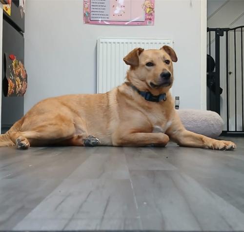 Picture of Herbie the dog who accidentally set his home on fire