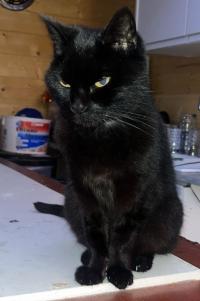 Mush, a black cat, had to be resuscitated by crews 