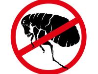 Flea prevention image