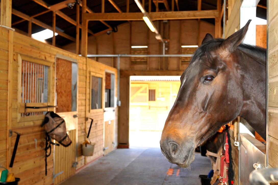 Horse in a large set of stables