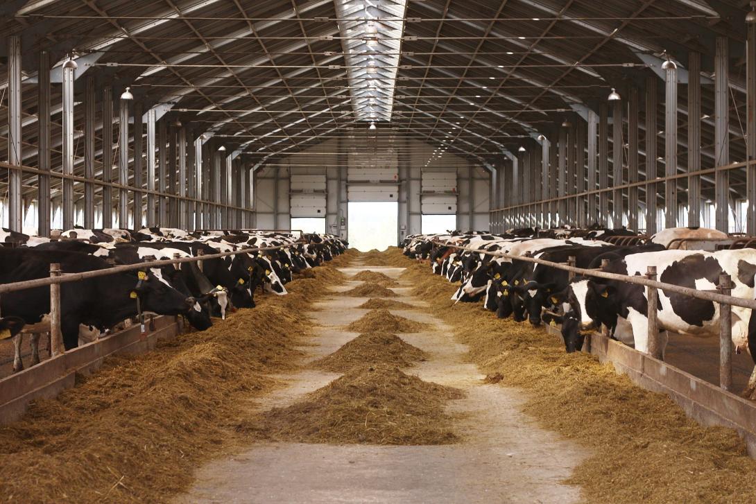 large farm building housing cows