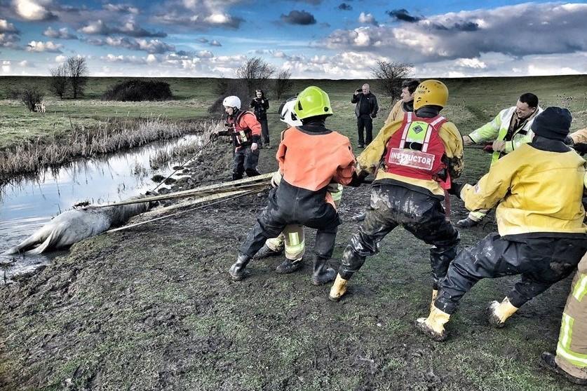 Firefighters pulling a horse out of a ditch